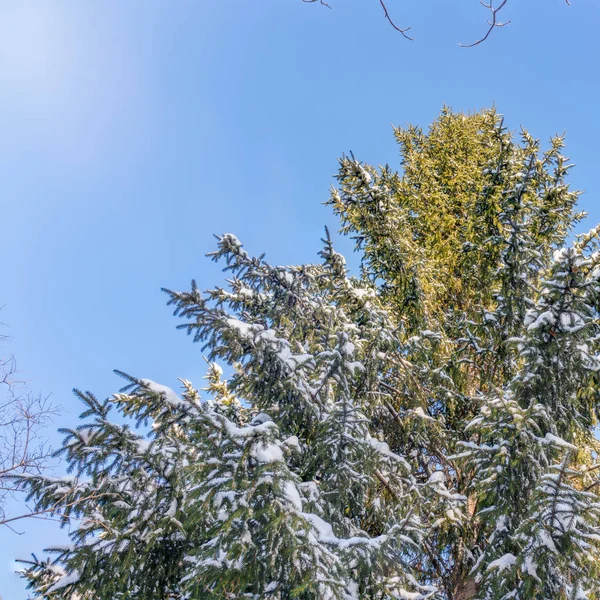 Tops of spruce trees covered with fresh snow on a clear winter day against a blue sky. Spruce forest in winter. Spruce forest under snow. Natural environment. Winter in nature. Copy space background