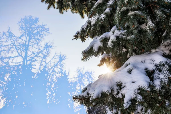 Winter sun through the snow-covered fir branches. Winter fir forest. Silhouettes of fir trees. Spruce forest in winter. Spruce forest under snow. Natural environment. Copy space background