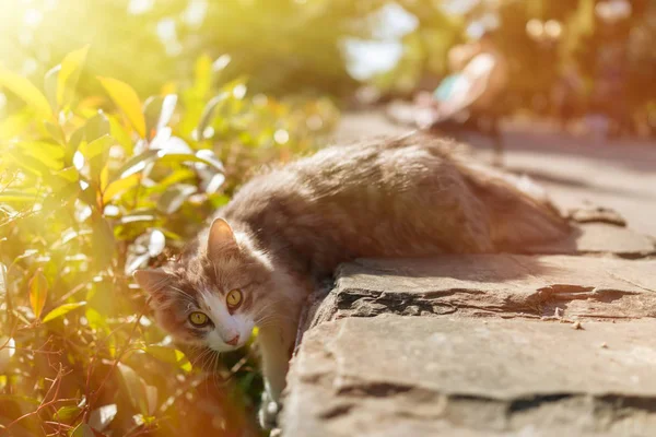 美しい夕日の光線で緑色の背景で通りの猫 遊び心のある猫で日向ぼっこ — ストック写真