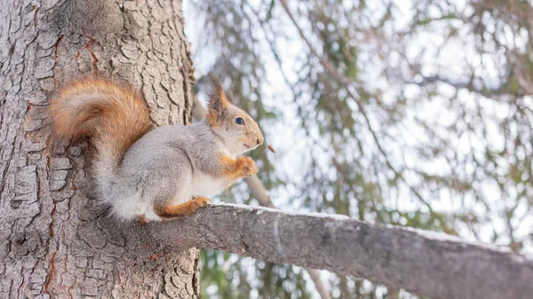 Белка с пушистым хвостом, поедающая орешки на ветке дерева зимой . — стоковое фото