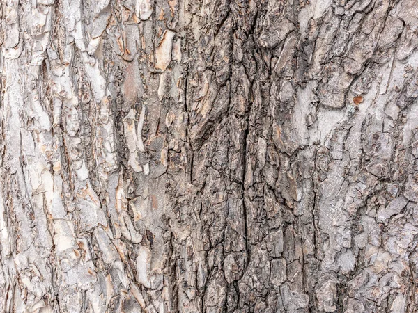 La corteza de un árbol viejo. Corteza de alcornoque . — Foto de Stock