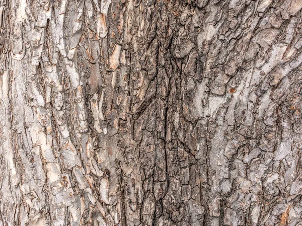 La corteza de un árbol viejo. Corteza de alcornoque . — Foto de Stock