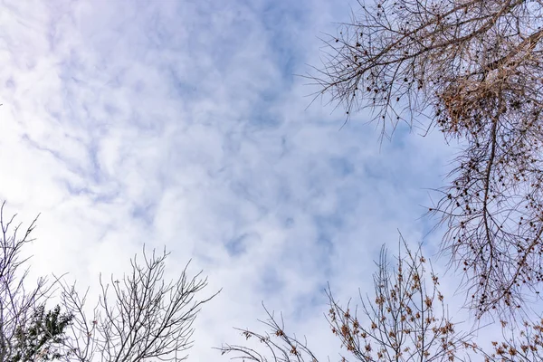 Ramos finos de um lariço em um dia de inverno ligeiramente nublado contra o céu azul . — Fotografia de Stock