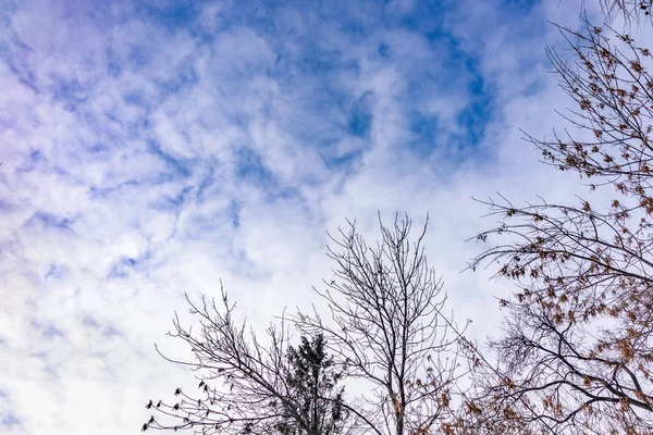 Ramos finos de um lariço em um dia de inverno ligeiramente nublado contra o céu azul . — Fotografia de Stock