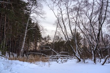 Kış ormana düşmüş ağaç