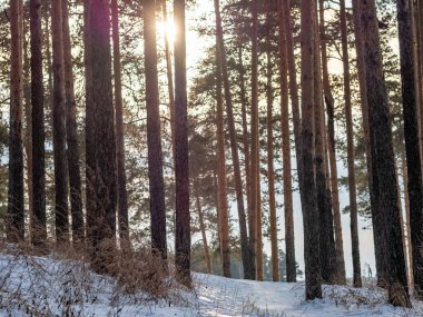 Kış Forest pines sayesinde güneş