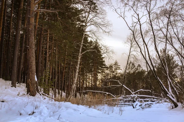 Árbol caído en el bosque de invierno — Foto de Stock