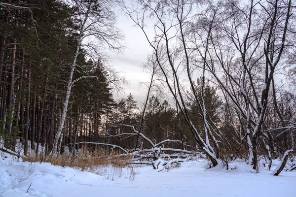 Kış ormana düşmüş ağaç