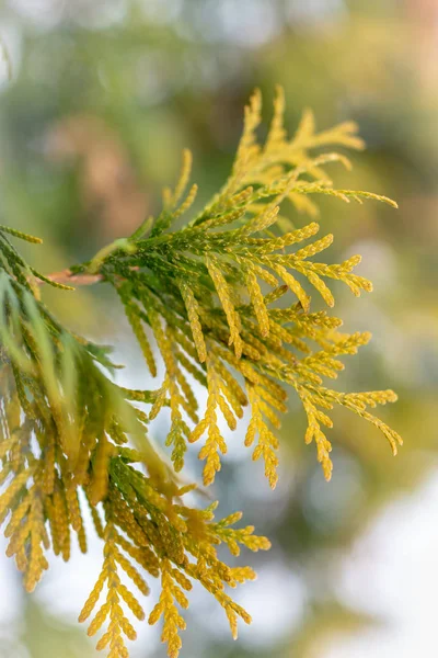 Желто-зеленые листья туи зимой — стоковое фото