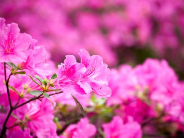 Pembe ormangülü çiçekleri güzel bir görüntü ile