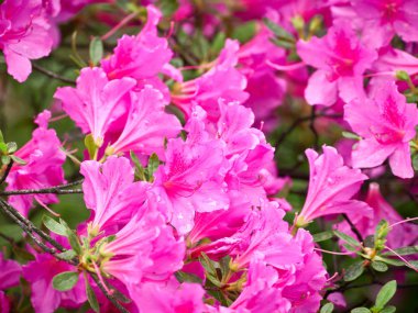 Pembe ormangülü çiçekleri güzel bir görüntü ile