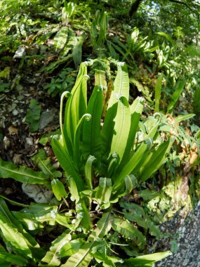 Fern Asplenium scolopendrium, hart's-Tongue fern, Phyllitis scolopendrium bilinen.