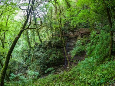 Kalın yeşil yağmur ormanlarında bir uçuruma köprü ile iz