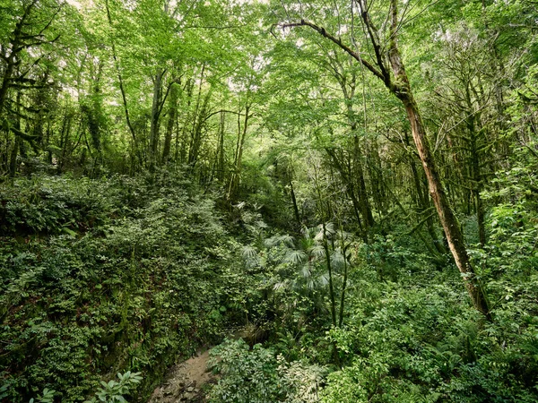 Dickicht aus dichtem grünen Wald mit ausgetrocknetem Bach — Stockfoto