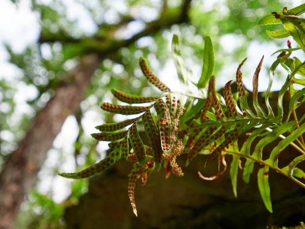 Rote Sporen des grünen Farns Polypodium vulgare — Stockfoto