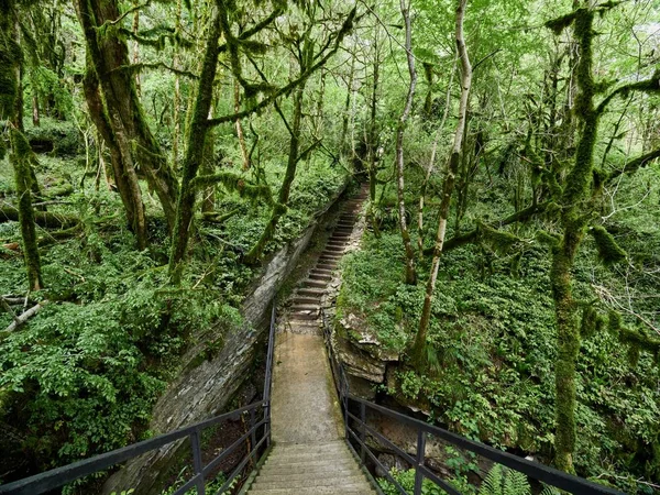 Patika ile bulutlu bir günde bir kalın yeşil orman merdiven.