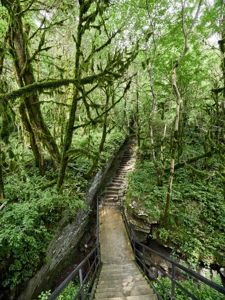 曇りの日に厚い緑の森の階段と歩道. — ストック写真