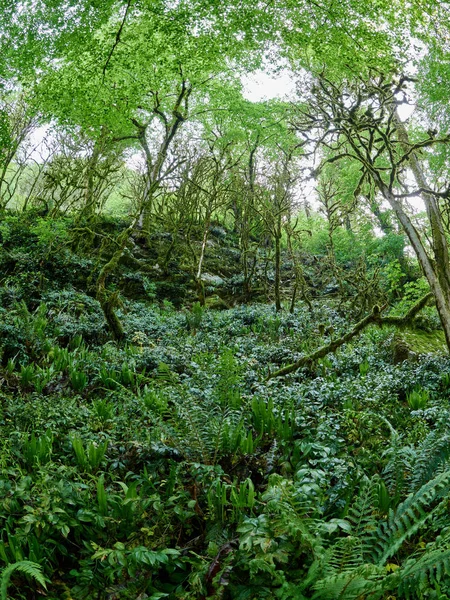 Fußweg in einem dichten grünen Wald an einem bewölkten Tag. — Stockfoto
