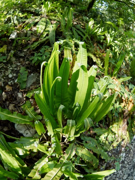 Kapradina jelení jazyk celolistý, známý jako hart's-tongue fern, Phyllitis jazyk celolistý. — Stock fotografie