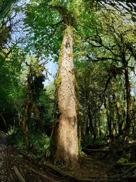 Gövde ve yağmur ormanlarında yüksek akçaağaç taç