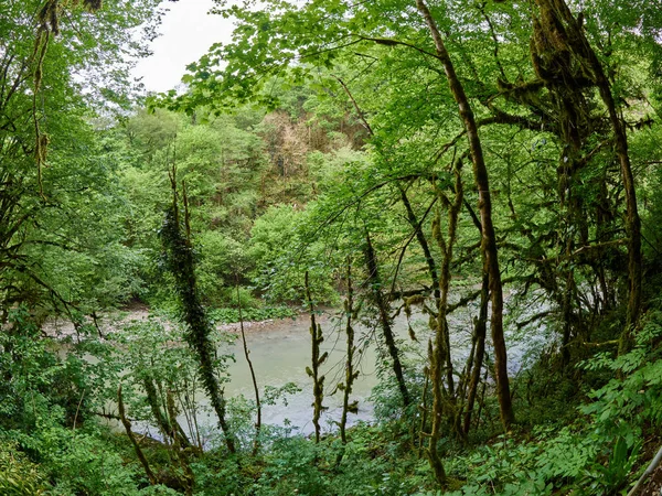 Yoğun yeşil orman içinde taşlı kıyıları ile dağ nehir