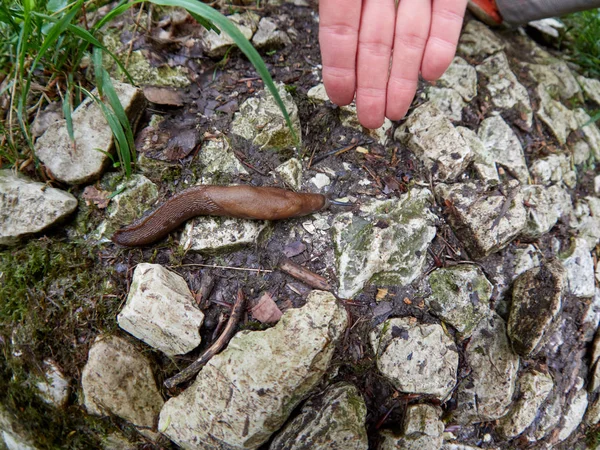 Gigante 20 cm babosa Limax cinereoniger arrastrándose sobre una piedra —  Fotos de Stock