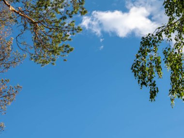 Mavi gökyüzüne karşı çam ve huş ağaçlarının dalları