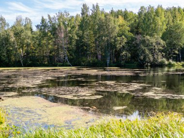 Küçük bir göl kıyısında bir huş ağacı orman çamurla kaplı
