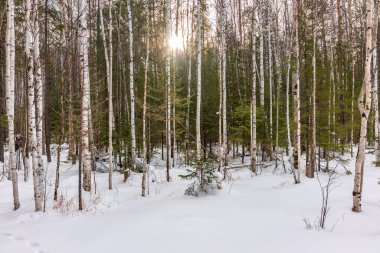Huş ağacı ve Ladin ormanı taze beyaz kar ile bir kış gününde.