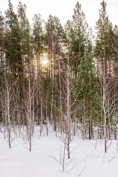 Abedul y bosque de pinos en el día de invierno con nieve blanca fresca — Foto de Stock