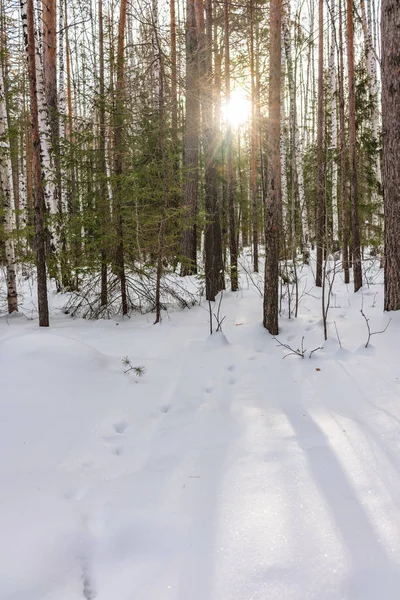 Birch and spruce forest on a winter day with fresh white snow.