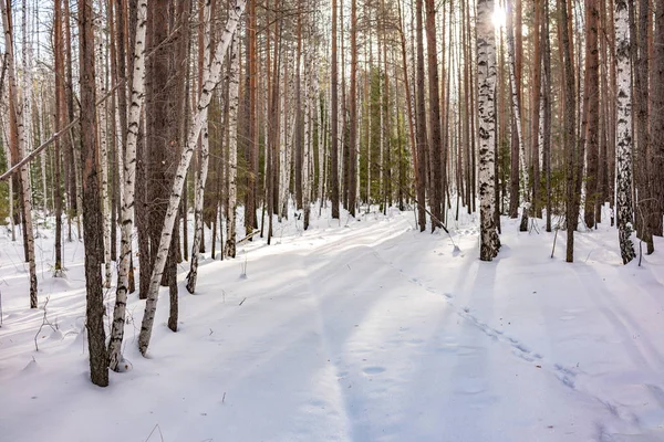 Bosque de abedul y abeto en un día de invierno con nieve blanca fresca . — Foto de Stock