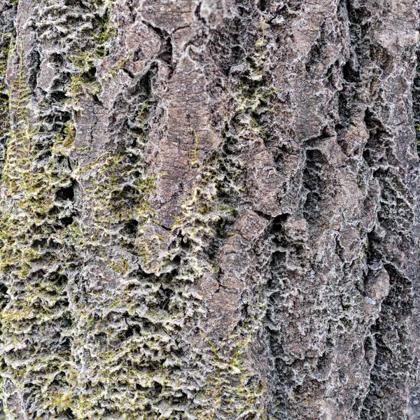 La corteza de un árbol viejo. Corteza de alcornoque . —  Fotos de Stock