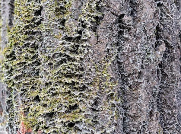 La corteza de un árbol viejo. Corteza de alcornoque . —  Fotos de Stock