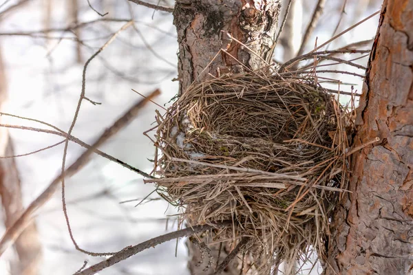 Finch ninho no inverno em pinho — Fotografia de Stock