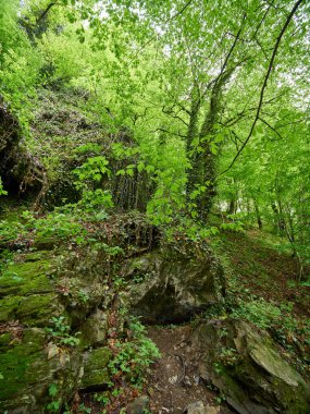 Bahar yeşil orman. Bahar dağlar.