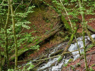Bahar orman güçlü akışında. Bahar dağlar.
