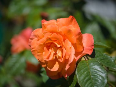 Bulanık bir arka plan ile kırmızı-turuncu çiçek açan gül