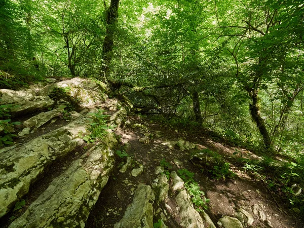 Turistaút, sűrű, zöld erdő — Stock Fotó