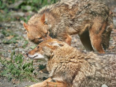İki çakallar taşlı yerde dinleniyor. Altın çakal Canis aureus
