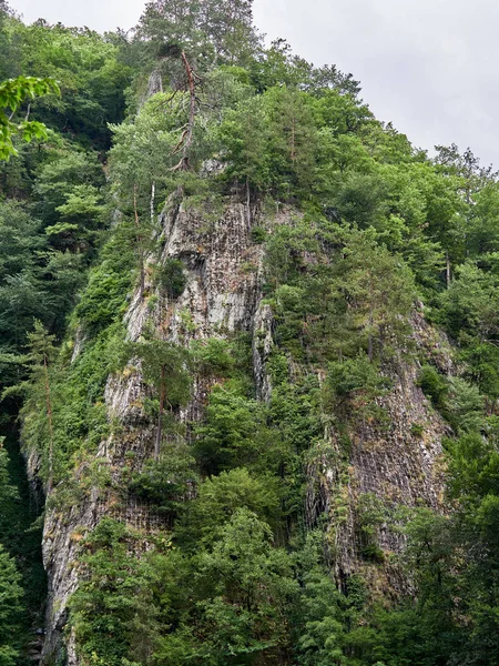 Stone cliff with pines growing on it in front of a green mountainside — Stock Photo, Image