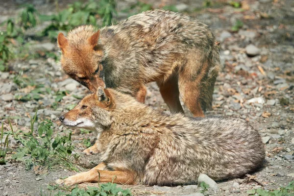 Due sciacalli stanno riposando su un terreno pietroso. Sciacallo d'oro Canis aureus — Foto Stock