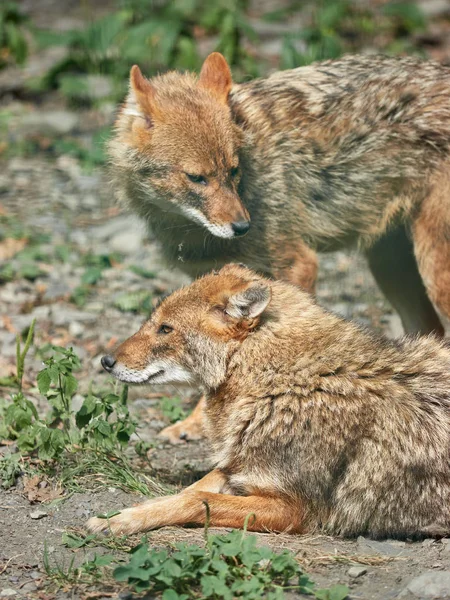 Dos chacales descansan en terreno pedregoso. Chacal dorado Canis aureus — Foto de Stock