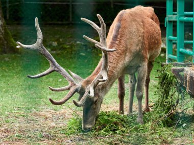 Yeşil çimenlerin üzerinde kırmızı geyik grazes
