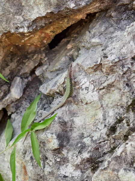 Lagarto Verde arrastrándose sobre un acantilado de piedra — Foto de Stock