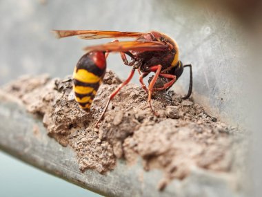 Büyük bir yaban arısı Eumenes yerden bir yuva oluşturur.