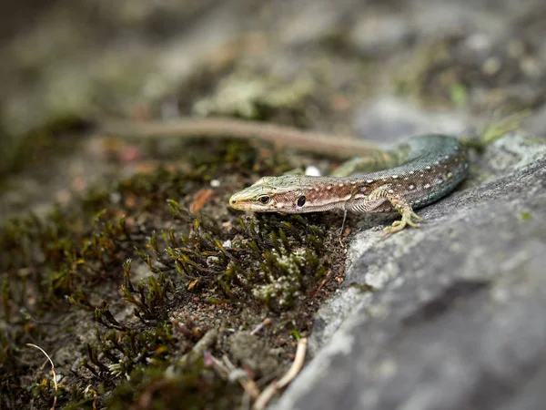 O lagarto Lacerta viridis senta-se em uma pedra . — Fotografia de Stock