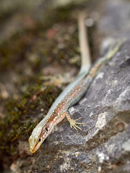 O lagarto Lacerta viridis senta-se em uma pedra . — Fotografia de Stock