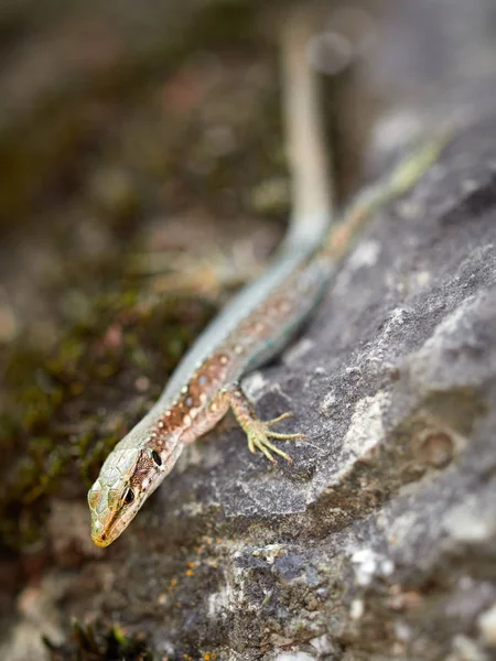 O lagarto Lacerta viridis senta-se em uma pedra . — Fotografia de Stock