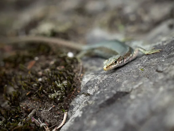Die Eidechse lacerta viridis sitzt auf einem Stein. — Stockfoto